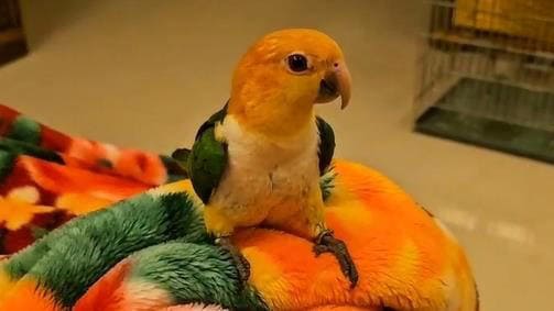 趣味彩民故事：鹦鹉“啄”出号码，主人照买中得千元大奖